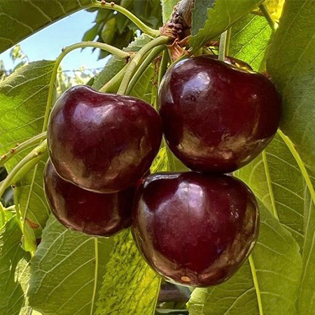 【產季有限】馥果FruitGO-美國華盛頓黑珍珠櫻桃