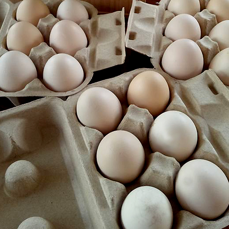 特瑪多有機農場-新鮮放牧雞蛋