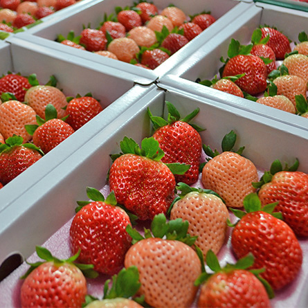 天藍果園-大湖雙色草莓禮盒