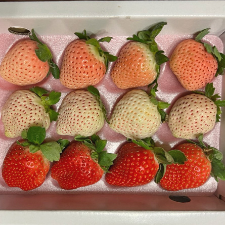 天藍果園-大湖繽紛三色草莓禮盒
