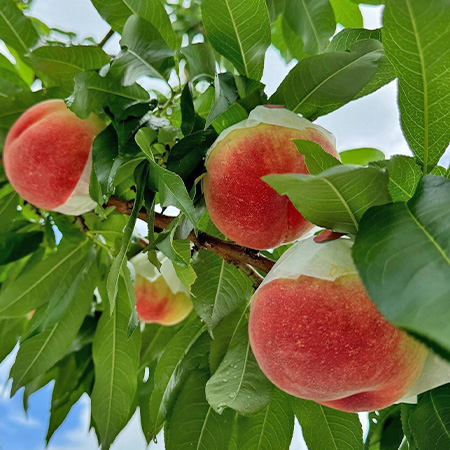 馥果FruitGO-日本山梨一宮黑盒水蜜桃